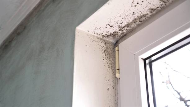 Best Attic Mold Removal  in Weston, MO