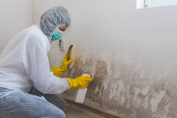 Best Attic Mold Removal  in Weston, MO