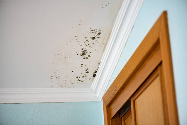 Best Office Mold Removal Services  in Weston, MO