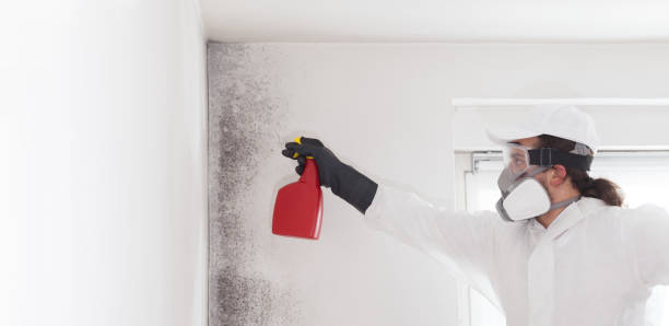 Professional Mold Removal in Weston, MO