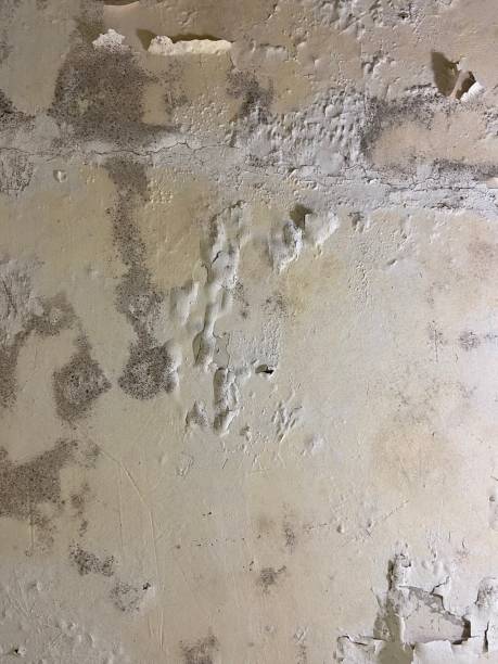 Mold Removal and Inspection in Weston, MO
