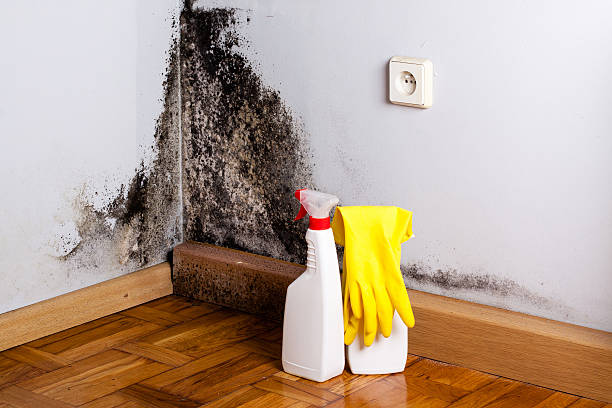 Best Mold Cleaning Services  in Weston, MO